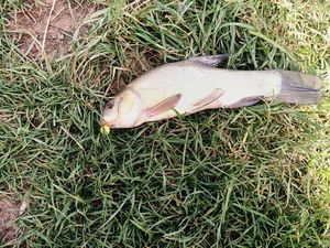 Tench