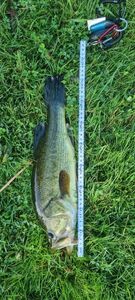 Largemouth Bass