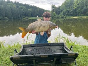 Common Carp