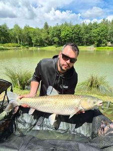 Grass Carp