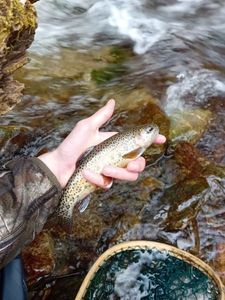 Brown Trout