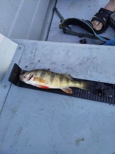 Yellow Perch