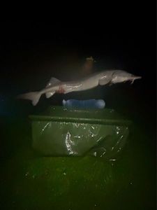 Sturgeon