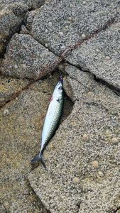 Mackerel