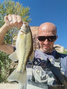 Largemouth Bass