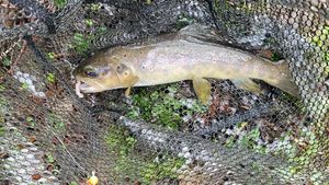Brown Trout