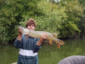 Chain Pickerel