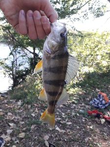 European Perch