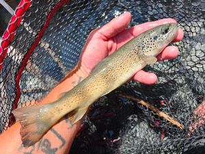 Brown Trout