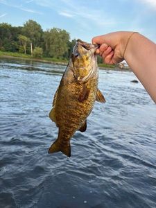 Smallmouth Bass