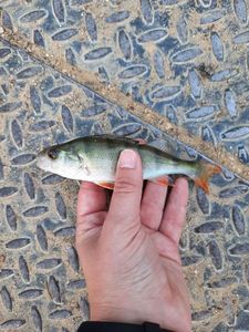 European Perch