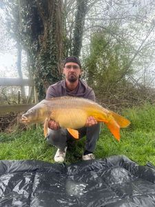 Mirror Carp