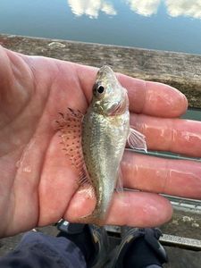 Ruffe