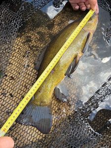 Tench