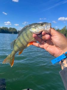 European Perch