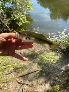 Largemouth Bass