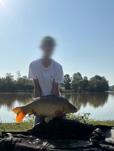 Mirror Carp