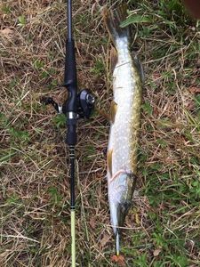 Northern Pike