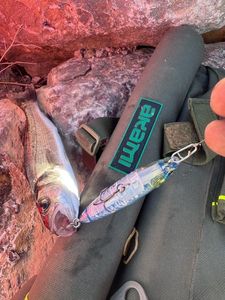 European Bass (Seabass)