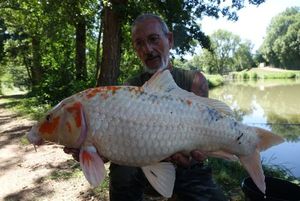 Koï Fish