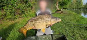 Common Carp