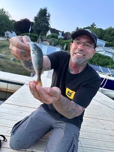 European Perch