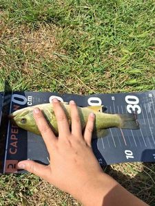 Largemouth Bass