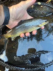 Brown Trout