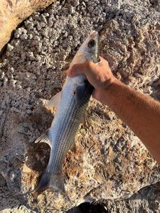 Leaping Mullet