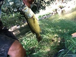 Largemouth Bass