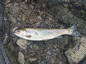 Rainbow Trout
