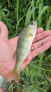 European Perch