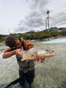 Brown Trout