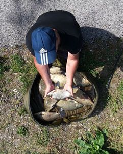 Crucian Carp