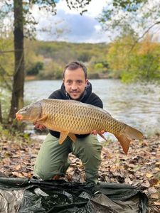 Common Carp