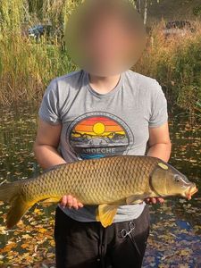 Common Carp