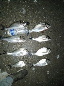 Gilthead Seabream
