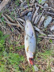 Rainbow Trout