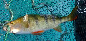 European Perch