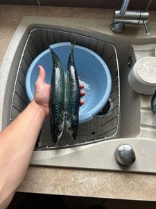 Mackerel