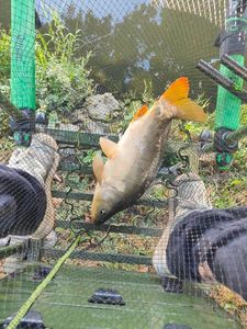 Mirror Carp