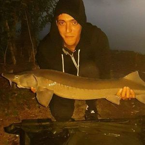 Sturgeon
