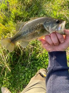 Largemouth Bass
