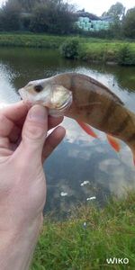 European Perch