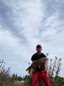 Crucian Carp