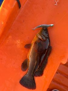 Ballan Wrasse