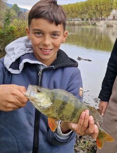 European Perch