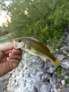 Largemouth Bass