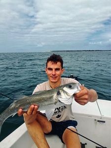 European Bass (Seabass)