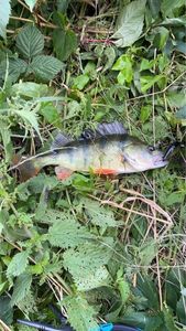 European Perch